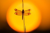 Bandheidelibel in der Sonne gefangen