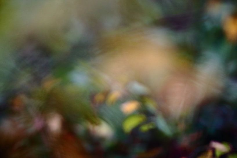 Herbstfarben von Severin Frank Fotografie