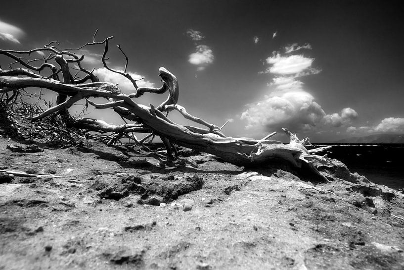 Root in Agrilaopothamos, Karpathos, Greece in Black and Wide by Peter Baak