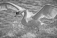 Cygne de débarquement