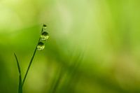 Familie fallen lassen