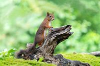 Eichhörnchen im Wald