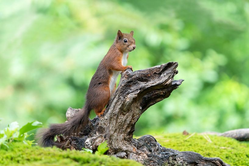 Eichhörnchen im Wald von Melissa van der Wolde
