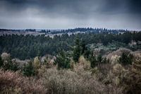 Limburg forest landscape