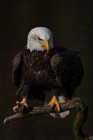 Seeadler
