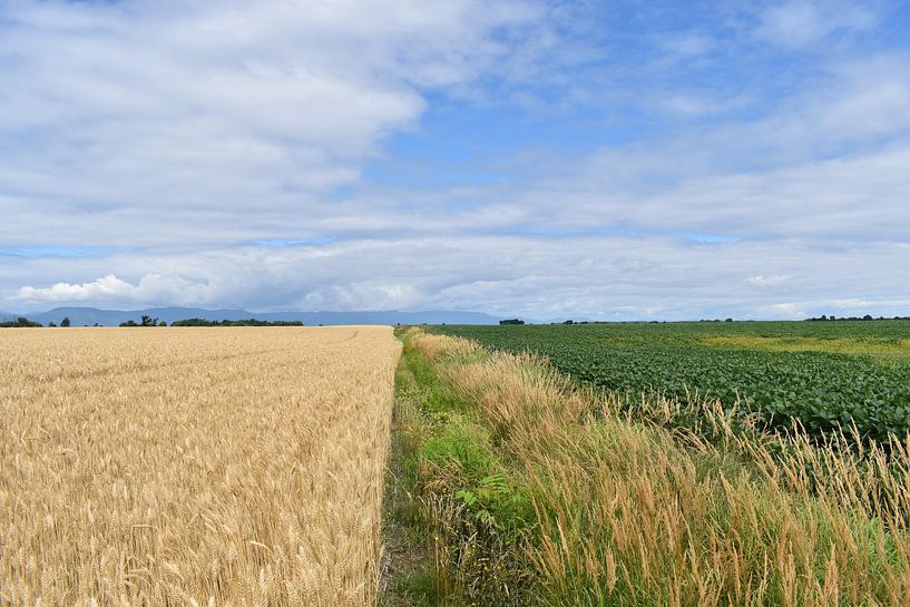 Felder in Kultur im Sommer von Claude Laprise