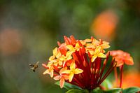  Fleur Ixora et guêpe 