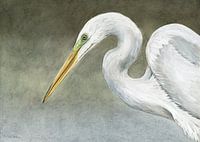 Aigrette garzette