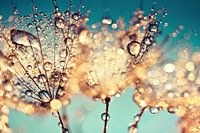 Pusteblume Goldtropfen