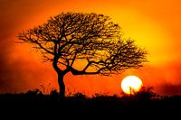 Afrikaanse zonsondergang