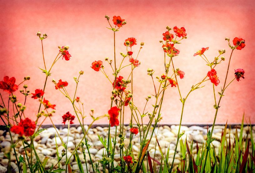 Rote Blüten vor rosa Mauer von Leopold Brix
