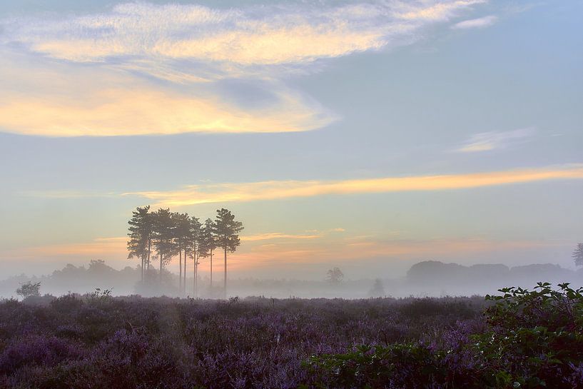Sonnenaufgang auf der violetten Heide von Ad Jekel