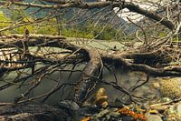 Umgefallener Baum neben einem Fluss