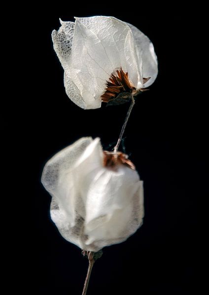 Fragile | Nahaufnahme einer vertrockneten Bougainvillea von Karin Bakker Fotografie