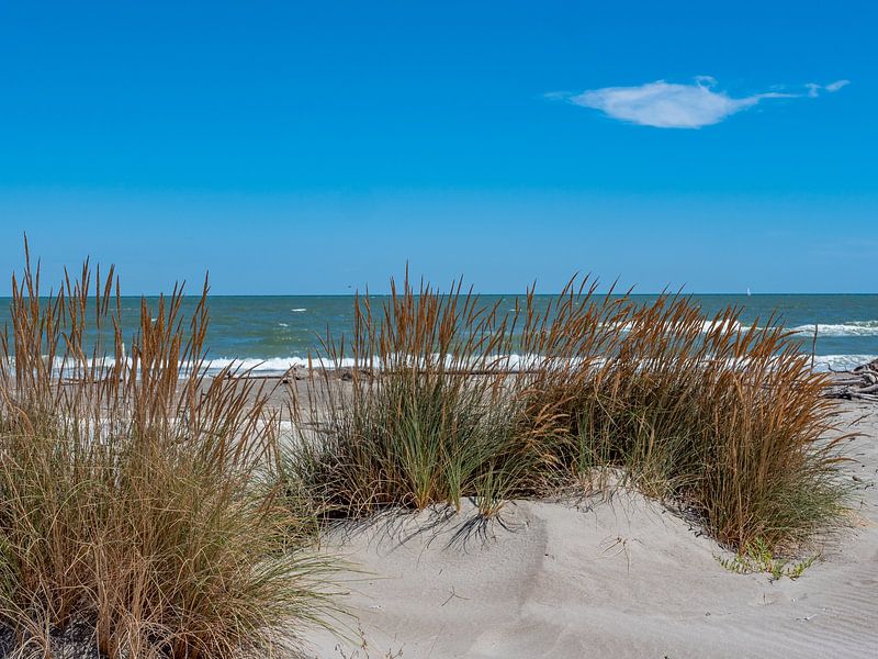 Dunes landscape on a natural beach on the Mediterranean Sea by Animaflora PicsStock