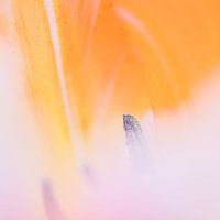 Makro von Gelb mit rosa Tulpe