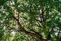 Soleil à travers le feuillage