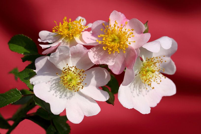 Wild roses  by Jolanta Mayerberg