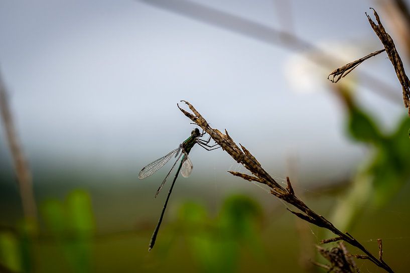 Libelle 3 von Kees Goethart