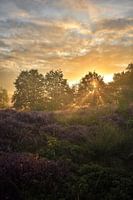 Lever de soleil et bruyère fleurie avec brouillard