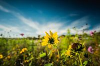 Dispositions florales le long des champs agricoles