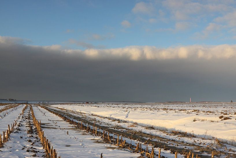 Stoppels in de winter par Rolf Pötsch