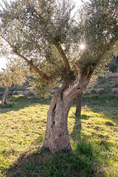 Olive tree in the sun by Sandra Bechtold