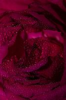 Rose avec gouttes d'eau