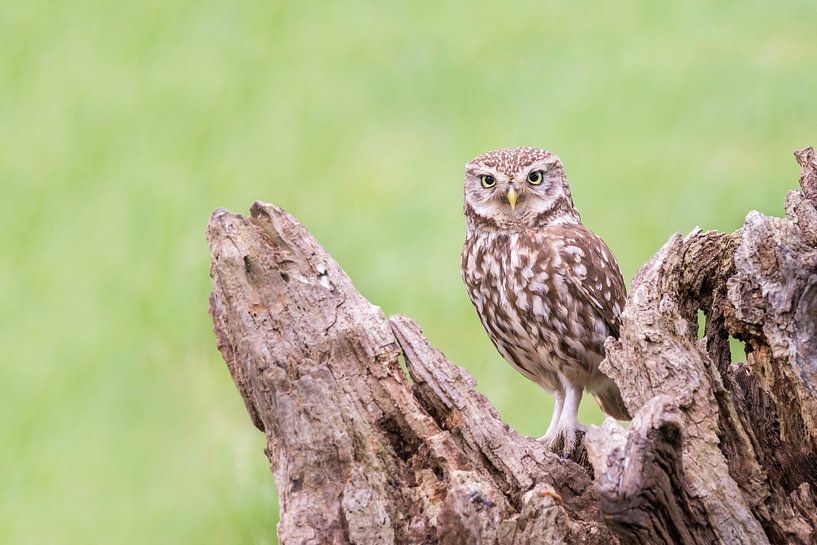Stone Owl by Bert Kok