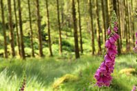 Iers vingerhoedskruid