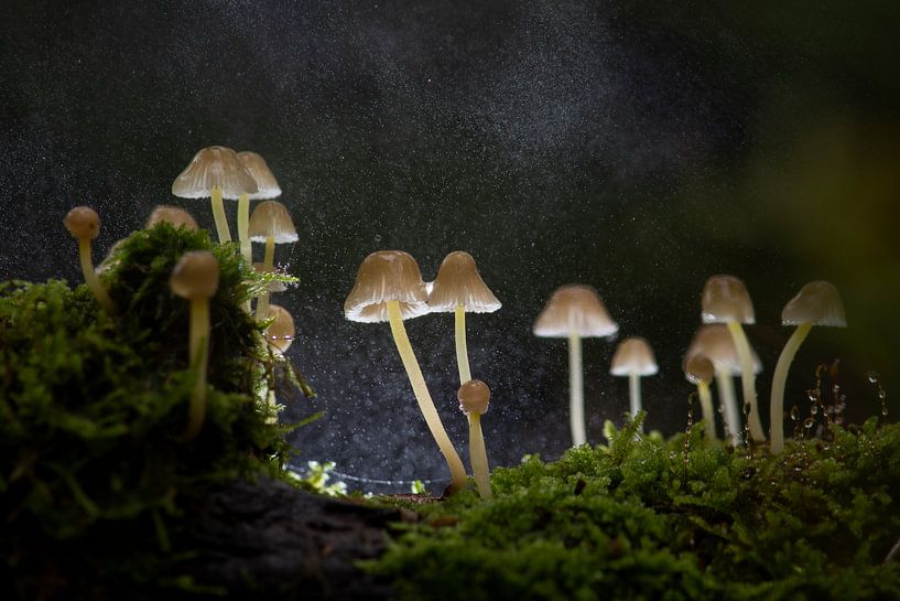 Mushrooms by Elles Rijsdijk