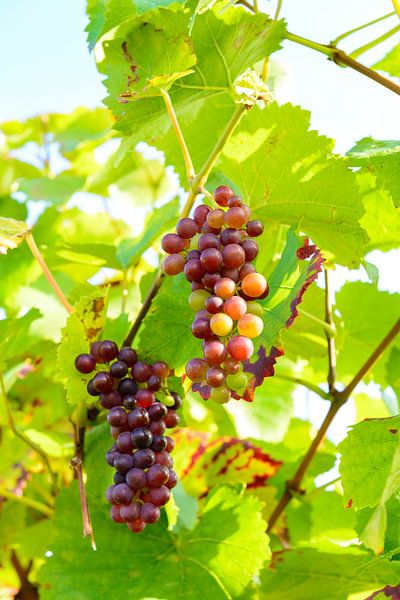 Traube von roten Trauben in einem Weinberg im Herbst Licht von Sjoerd van der Wal Fotografie