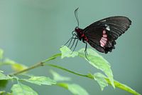 Nahaufnahme einer Seite mit roter Spitze