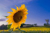 Tournesol dans le champ