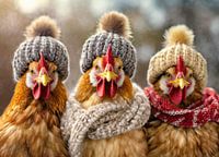 Chickens in winter