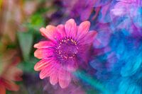 Echinacea fotografiert mit einem Prisma