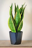 Sanseveria bei natürlichem Licht