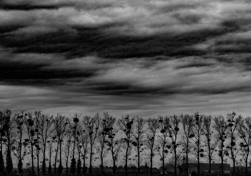 mistletoe par Henk Speksnijder