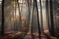 Les harpes solaires en automne