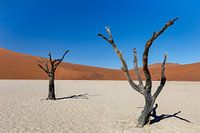 Arbres morts dans le desert the Namibia