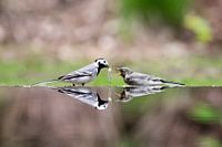 voedertijd kwikstaart