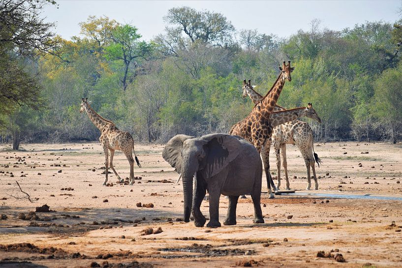 Elefanten und Giraffen in Südafrika von Wouter van der Ent