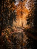 Verzauberung im Wald von Fraeylem