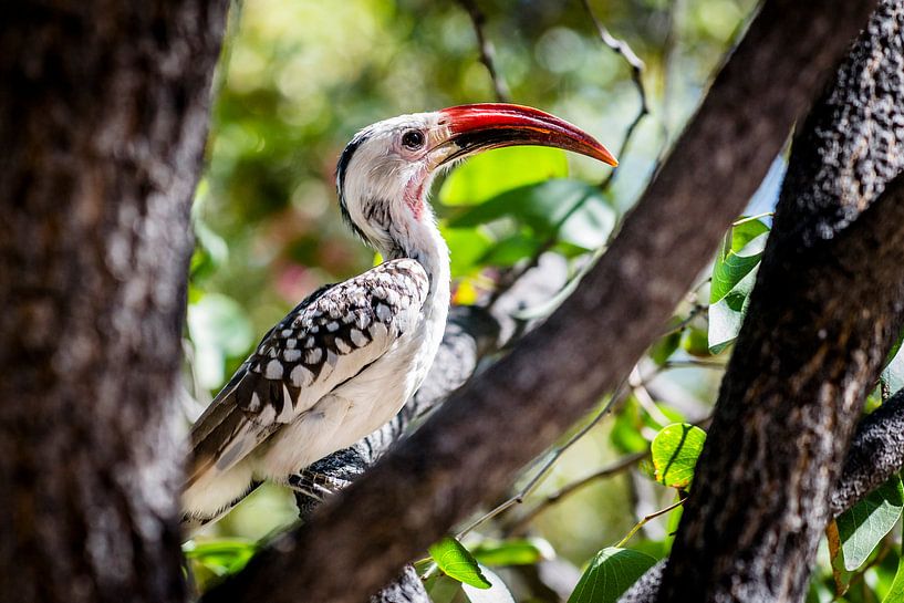 Neushoornvogel par Sander RB