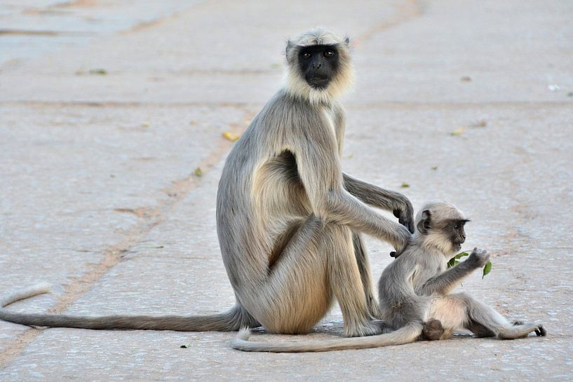 Tendresse Maternelle: Mummy Monkey and her Little One by Frank Photos