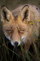 Curious fox in the dunes