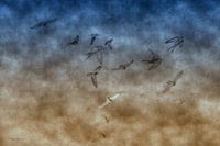 swallows digital imaging