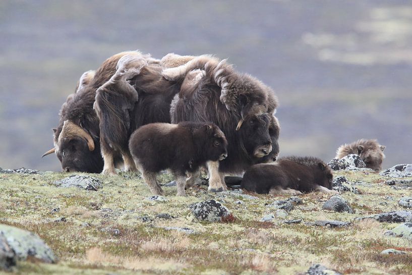 Muskusos in Dovrefjell nationaal park, in de natuurlijke habitat, Noorwegen van Frank Fichtmüller