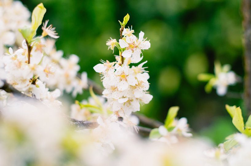 Pruimenbloesem by Lisa Vollebregt