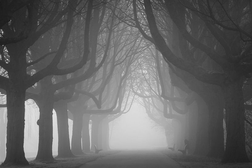 Avenue avec des arbres par Dennis Claessens